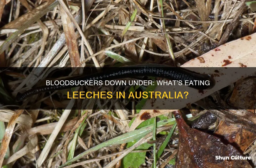 what eats leeches australia
