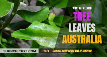 Lemon Tree Leaf Eaters: Pest Control in Australia