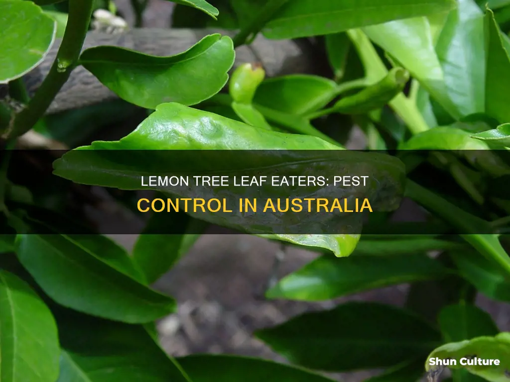 what eats lemon tree leaves australia