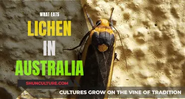 Lichen-Eating Creatures in Australia: Who's Dining Down Under?