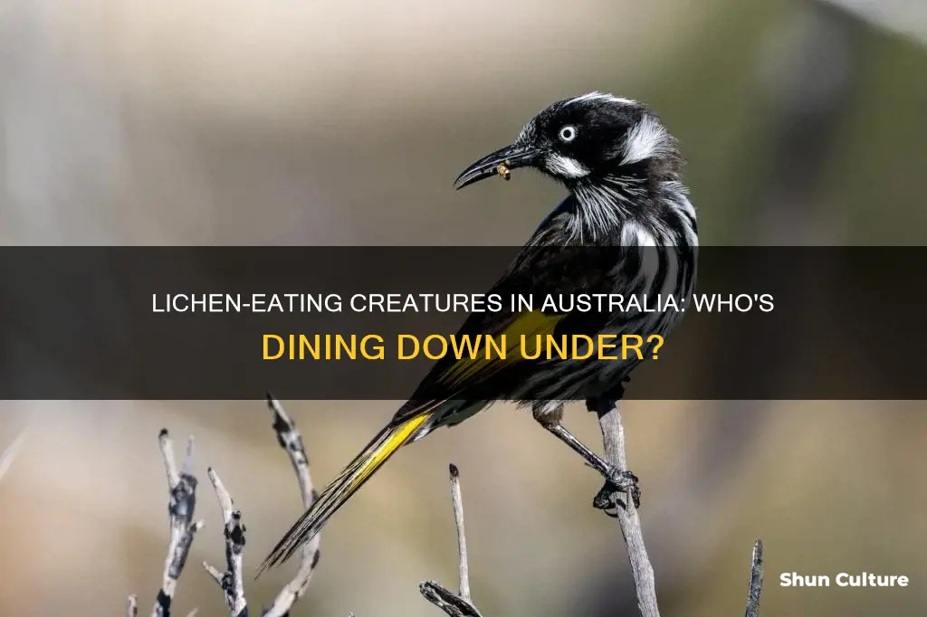 what eats lichen in australia