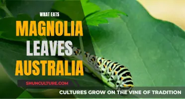 The Mystery of Magnolia Leaf Eaters in Australia