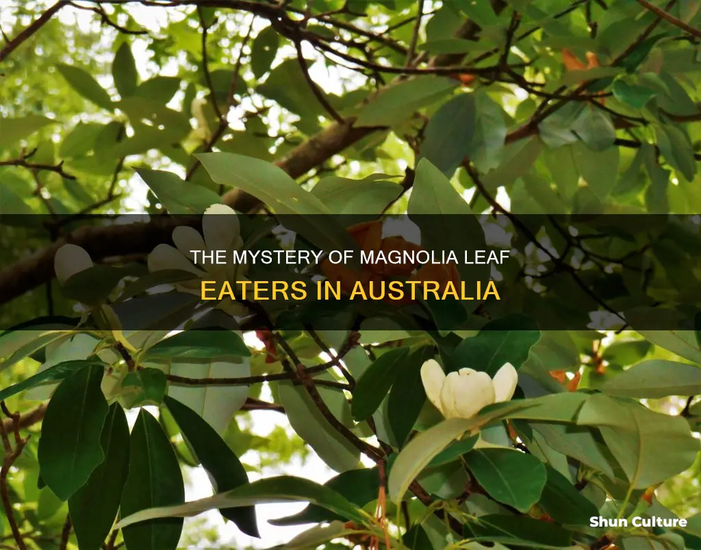 what eats magnolia leaves australia