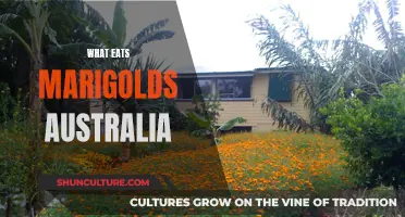 Marigolds: Pest Control and Australian Garden Care