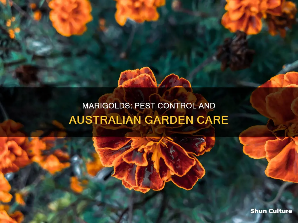 what eats marigolds australia