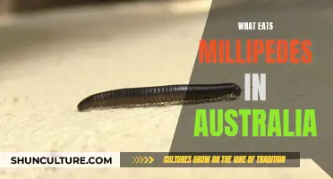 Millipedes' Predators in Australia: Who's Eating Them?