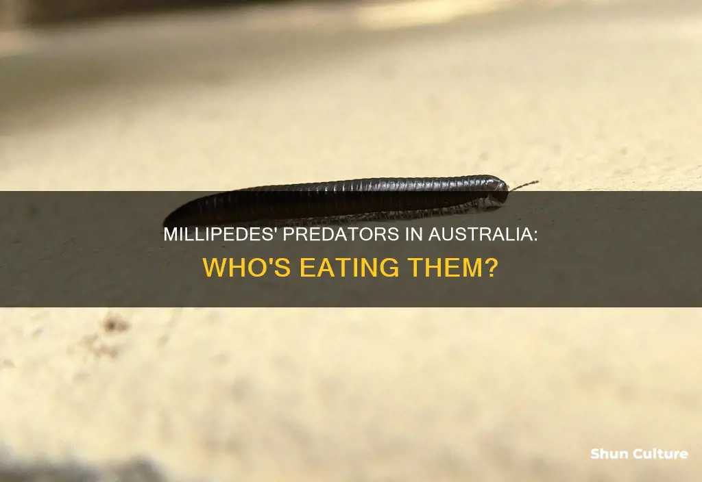 what eats millipedes in australia