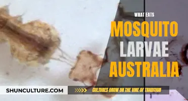 Mosquito Larvae Predators in Australia: Who's Eating Whom?