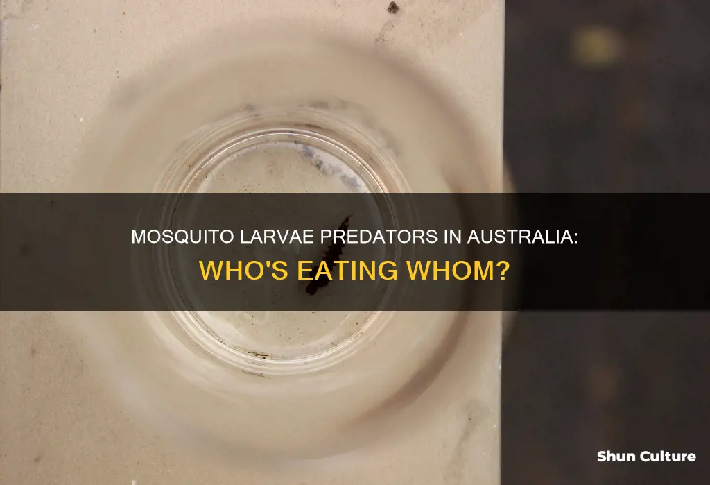 what eats mosquito larvae australia