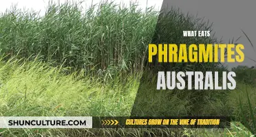 Phragmites Australis: Food Source for Many Species
