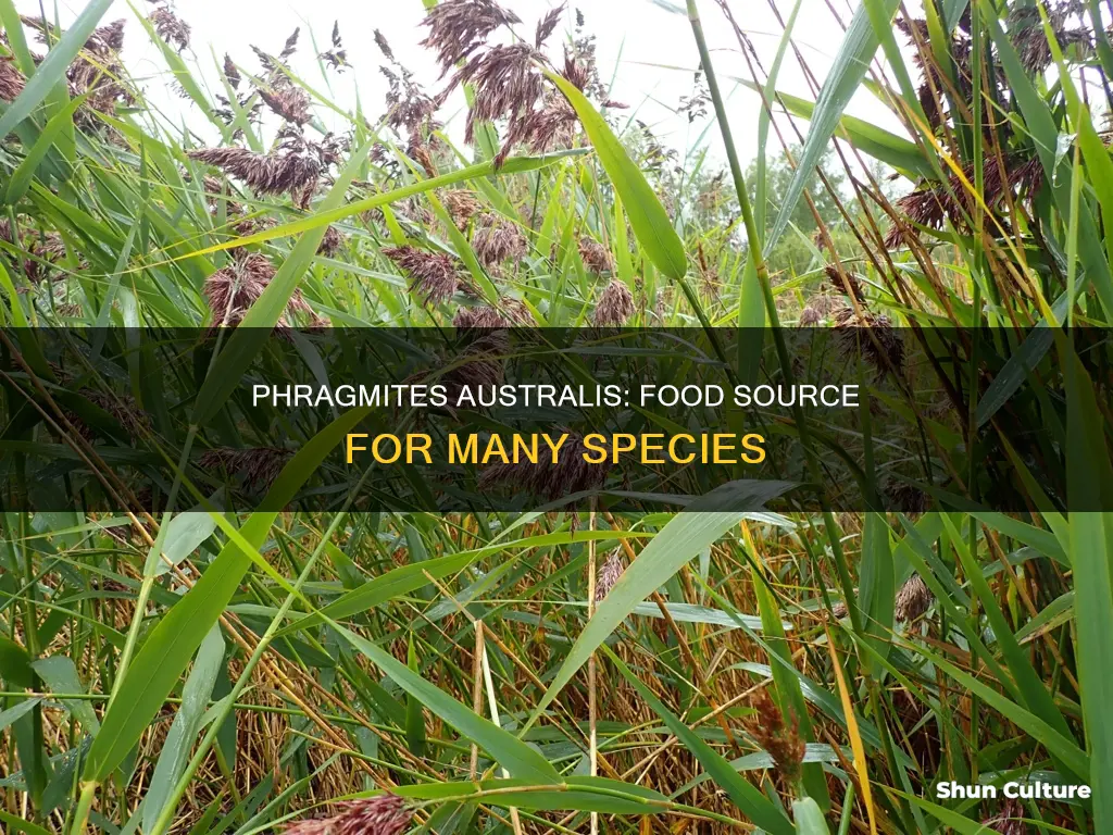 what eats phragmites australis