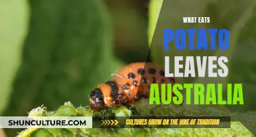 Potato Leaf Eaters: Pests in Australian Gardens