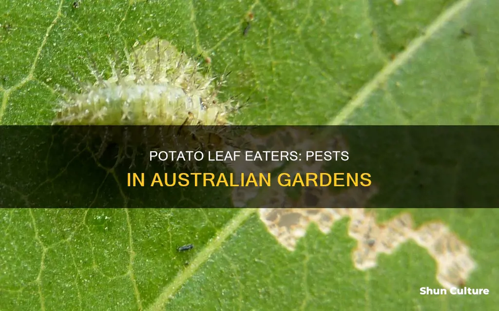 what eats potato leaves australia