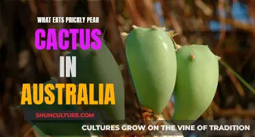 Animals That Feed on Australia's Prickly Pear Cactus