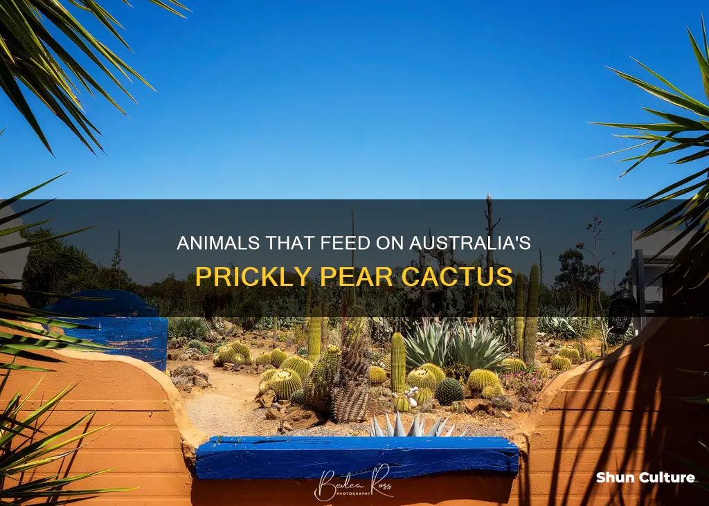 what eats prickly pear cactus in australia