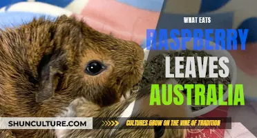 Raspberry Leaf-Eating Creatures in Australia: Who's Guilty?