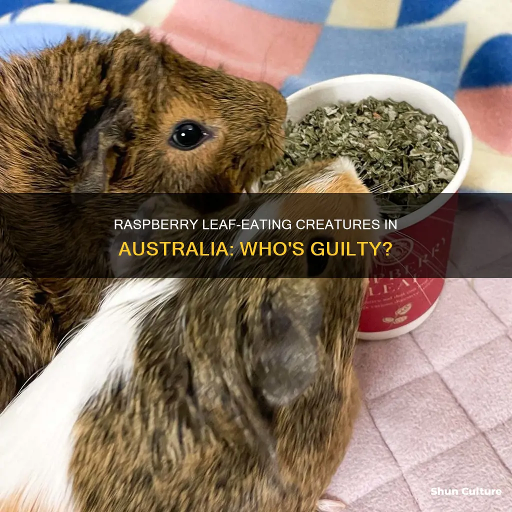 what eats raspberry leaves australia