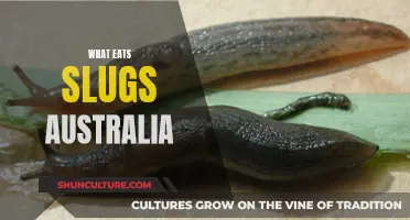 Australia's Slug Predators: Who's Eating These Pests?
