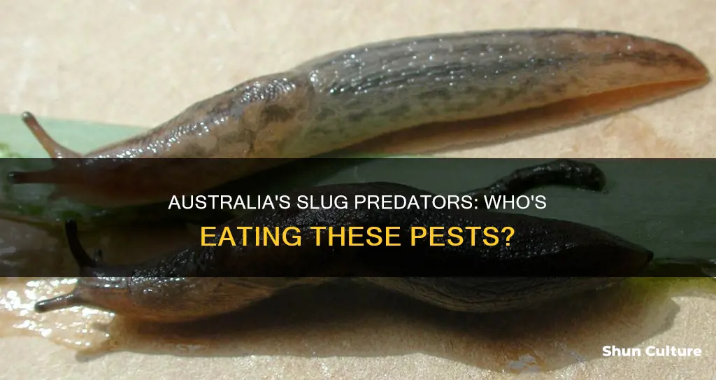 what eats slugs australia