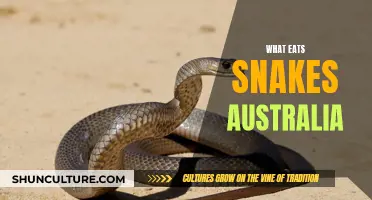 Predators of Snakes in Australia: Who's Dining on Reptiles?