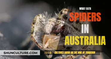 Deadly Australian Spiders: Who Are Their Predators?