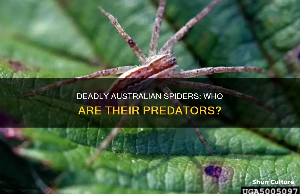 what eats spiders in australia