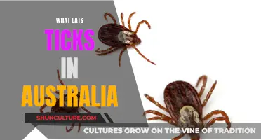 Natural Predators of Ticks in Australia