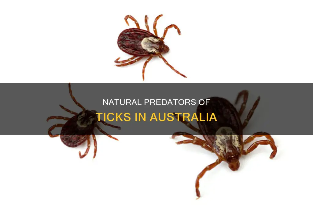 what eats ticks in australia