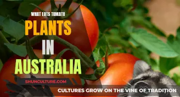 Tomato Plant Pests in Australia: Who's Eating My Crop?