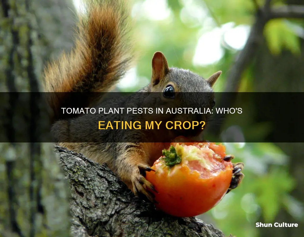 what eats tomato plants in australia