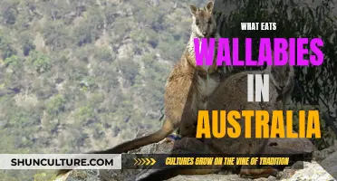 Wallaby Predators: Australia's Wildlife Food Chain Explained