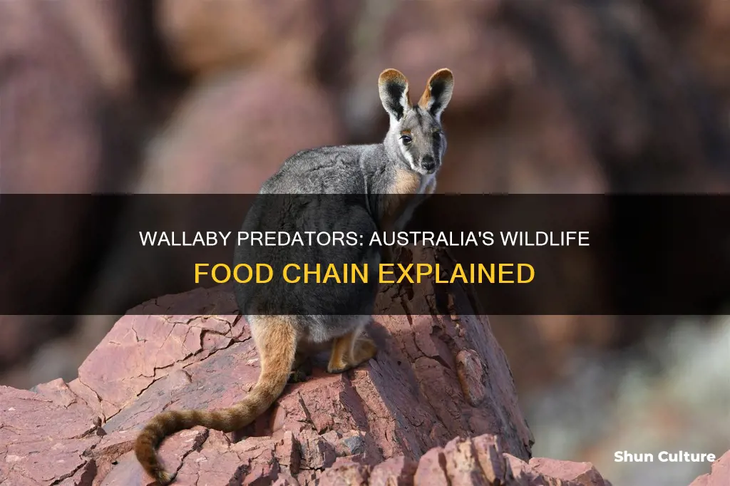 what eats wallabies in australia