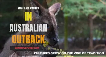 Wattles in the Australian Outback: Who Eats Them?
