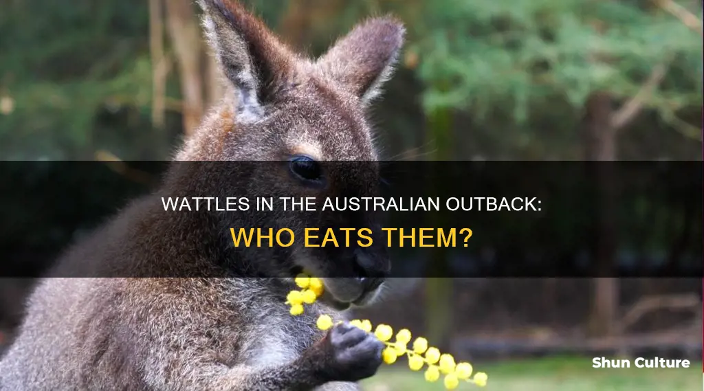 what eats wattles in australian outback