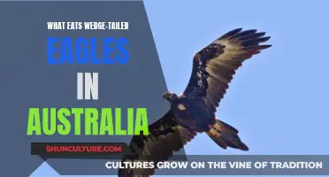 Who Are The Predators Of Wedge-Tailed Eagles In Australia?