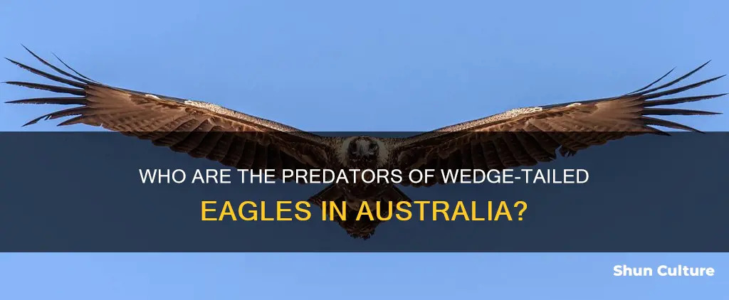 what eats wedge-tailed eagles in australia