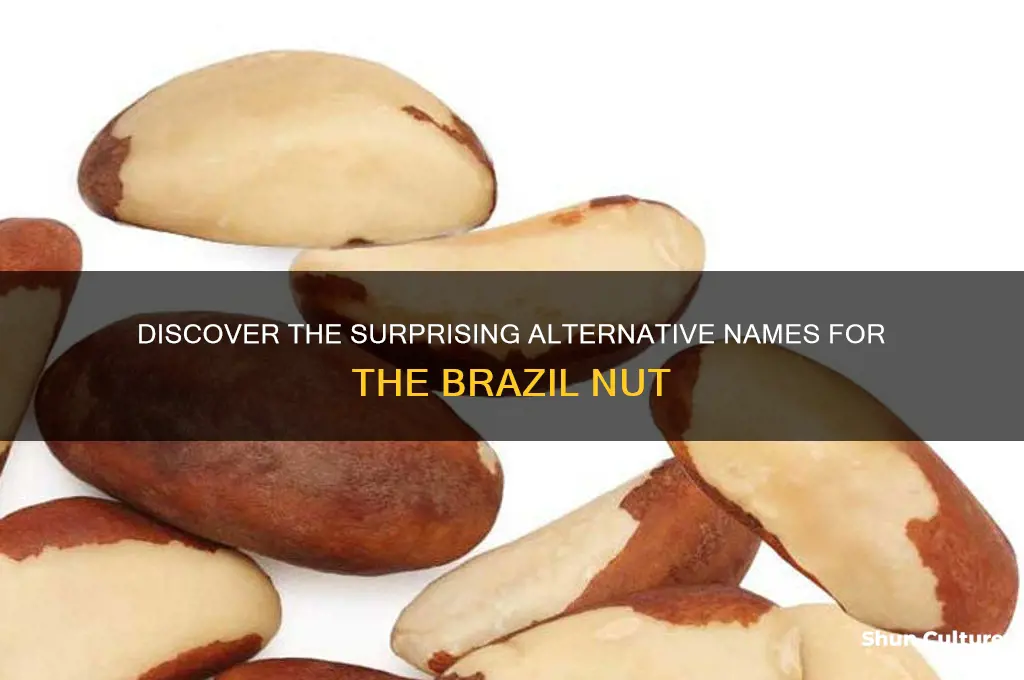 what else is a brazil nut called