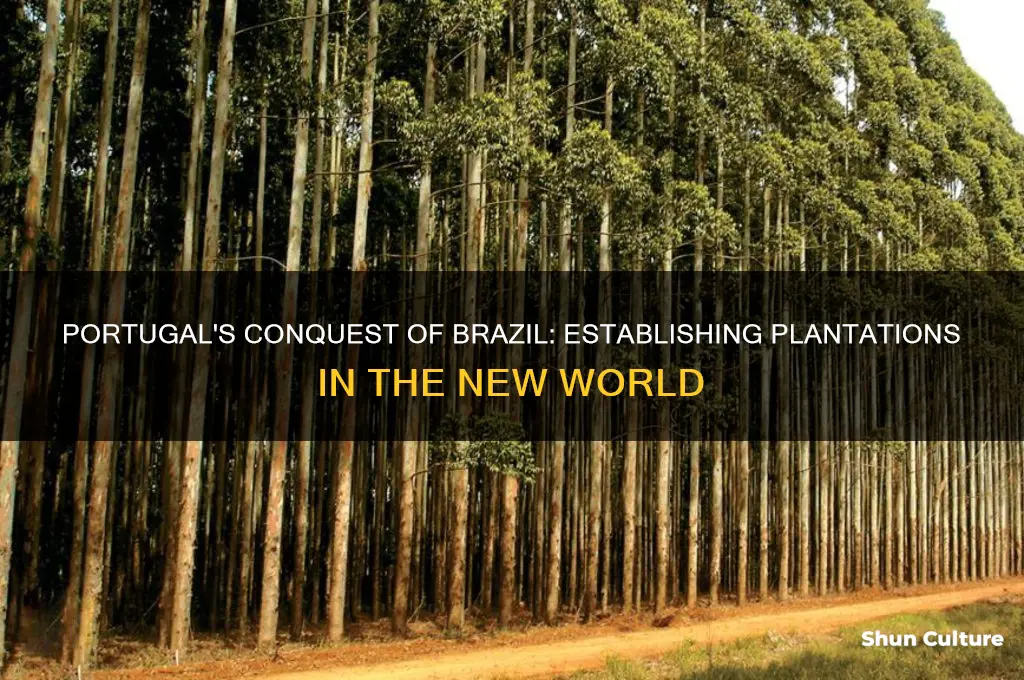 what european country conquered brazil and established plantations there
