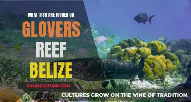 Glover's Reef Fish: A Belizean Fishing Paradise