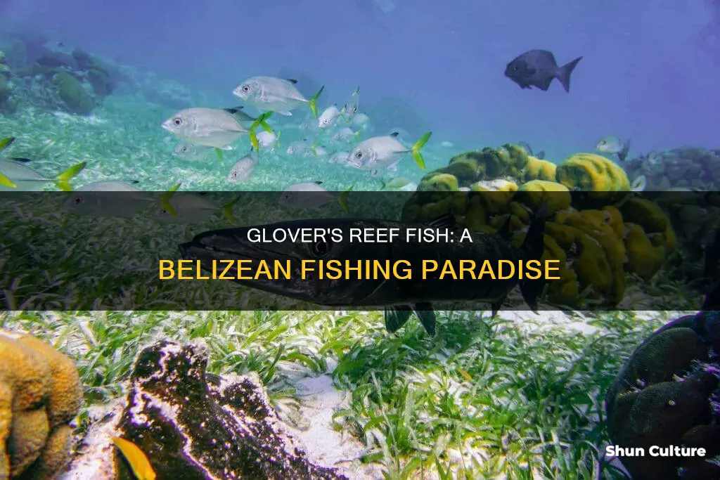 what fish are fished on glovers reef belize