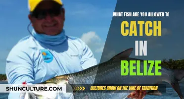 Belize's Catch: Exploring the Country's Fishing Regulations