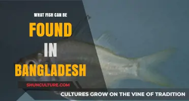 Discovering Bangladesh's Diverse Fish Species: A Comprehensive Guide