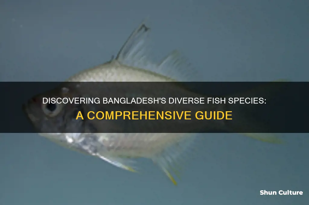 what fish can be found in bangladesh