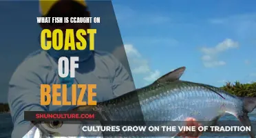 Belize's Coastal Catch: Exploring the Abundant Marine Life