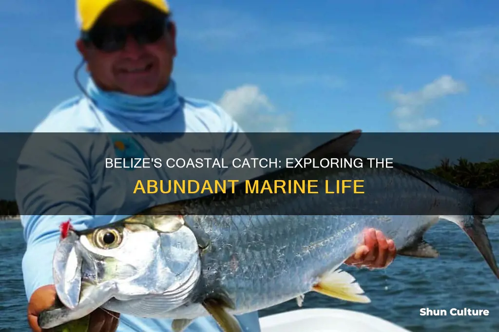 what fish is ccaught on coast of belize