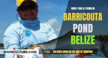 Barricouta Pond's Secret: Unveiling the Aquatic Life of Belize