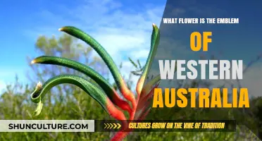 Western Australia's Emblem: The Unique Floral Symbol