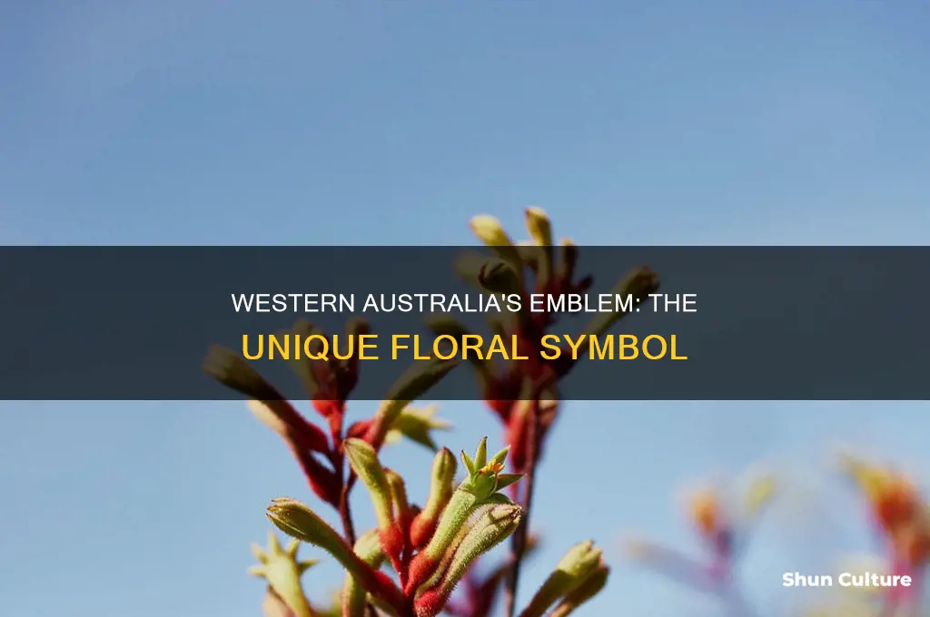 what flower is the emblem of western australia