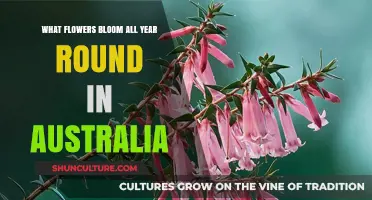 Ever-Blooming Australian Flowers: Year-Round Color for Your Garden