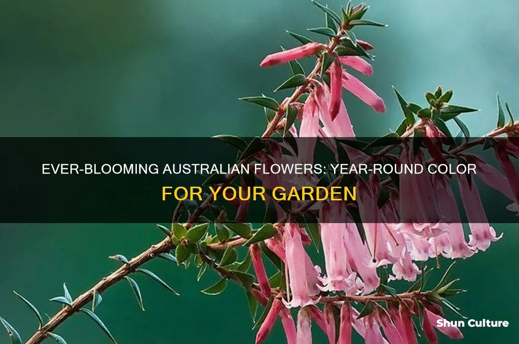 what flowers bloom all year round in australia
